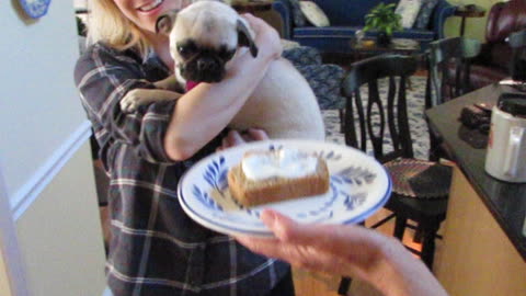 Trudy the pug's first birthday