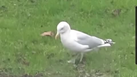 Funny bird dancing. Animal compilation Vines