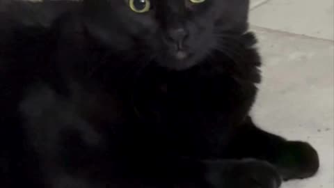 Adopting a Cat from a Shelter Vlog - Cute Precious Piper Always Looks Sweet #shorts