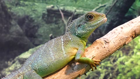 Water Dragon Lizard chines video