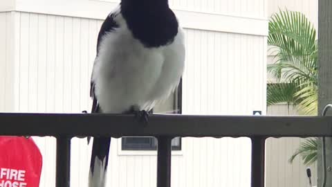 Butcherbird Mimics Other Bird Calls