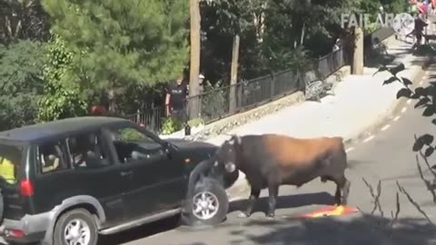 Funny Videos - Wild Buffalow