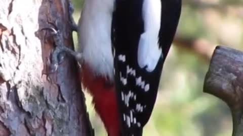 Great spotted woodpecker