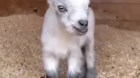 Adorable little goat😍😍😍😍😍😍