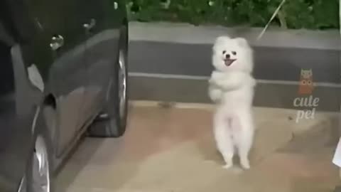 Funny and Cute Dogs