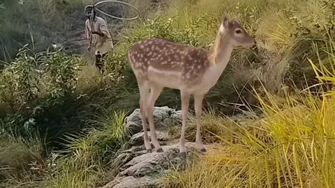 Catch deer