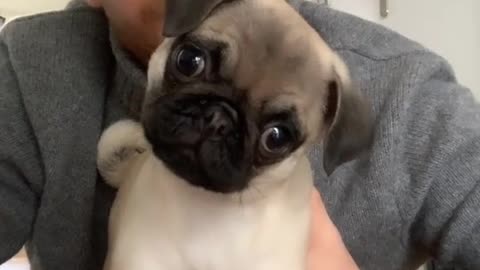 How to calm a pug? Look at this cute pug trying to figure out where that sound coming from.