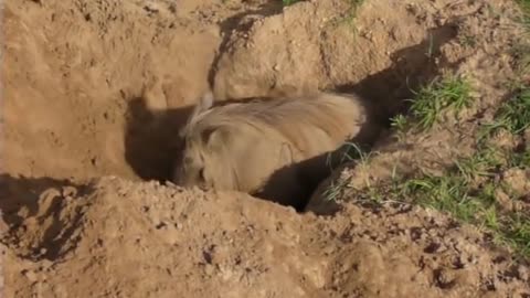 Warthog Digging a Burrow