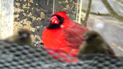 Cardinal and Finches