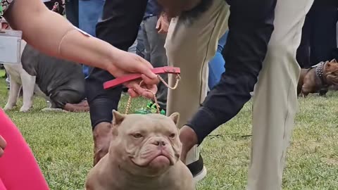 American bully dog show this girl is amazing