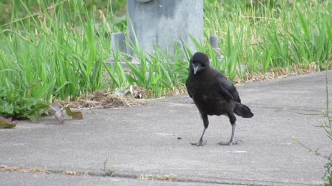 Crow Fledgling