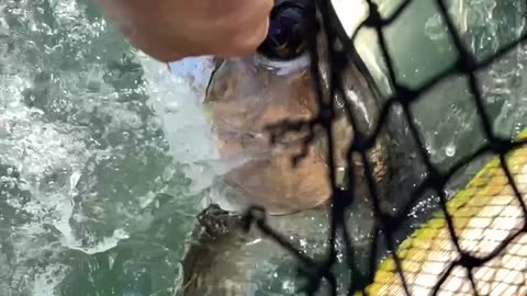 SLO-MO Hand-feeding giant tarpon at Robbie’s marina, Islamorada