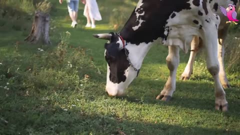 COW VIDEO ���� COWS MOOING AND GRAZING IN A FIELD ����(720p)