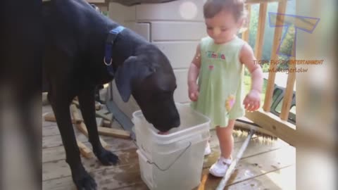 dog playing with baby