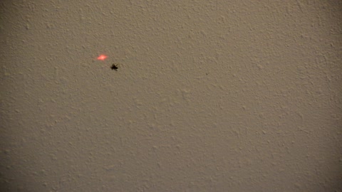 Spider Chasing Laser Pointer