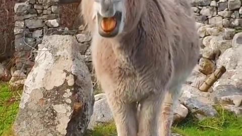 donkey voice, donkey sound, sad sound, funny sound