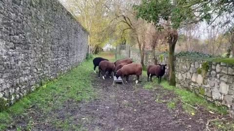 Sheep stubbornly refuse to leave feeding area on sunny morning