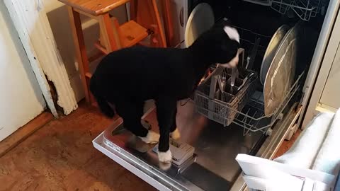 Lamb Hopped on Dishwasher and Attempted to Human, Dog Helped try to Human