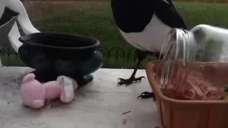 Cute young magpie