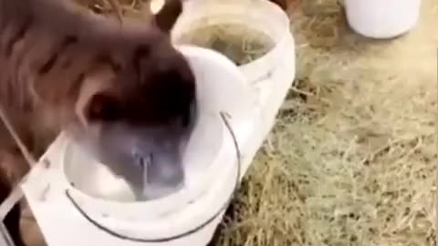 PetLaughterZone - He really loves his milk !