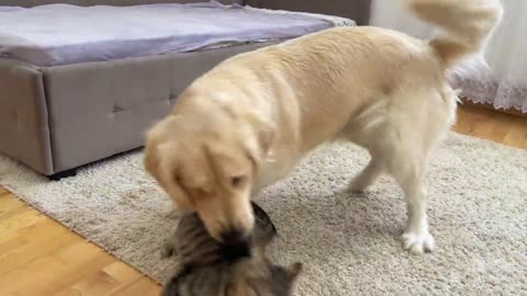 Funny Kitten Plays Hide and Seek with a Golden Retriever