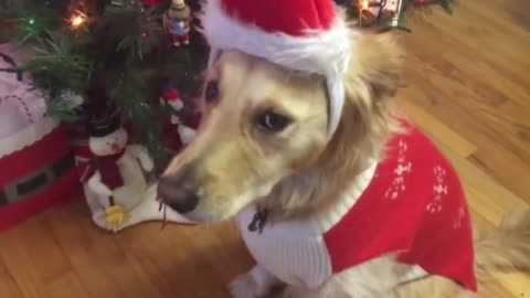 Christmas dog funny video 😄🎄