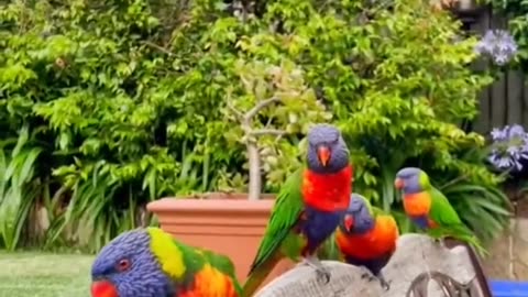 Colorful parrots ، A talking parrot ، parrots , beautiful parrots