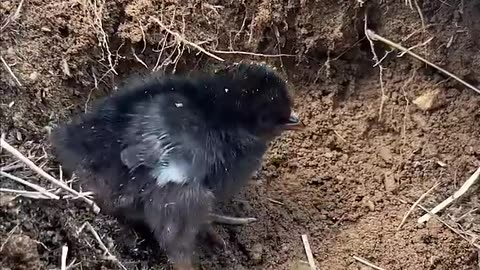 Puppy saved Chicken 🐕🐣