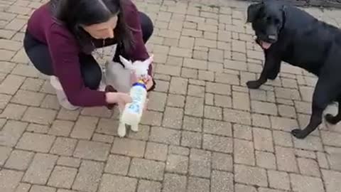 Ark Of Grace: Chris, Missy and their LITTLE LAMB MOSES