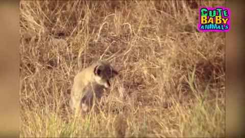 Cutest Lion Cubs Roar Telling That He is a King - Baby Lion Roaring