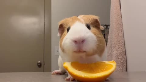 Little bamboo rat eating an orange.