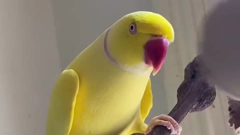 parrot does "woooo" 😅 funny birds videos talking | talking birds videos parrots funny |