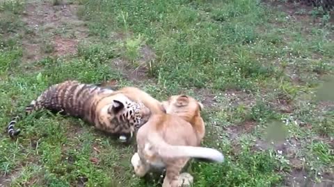 Baby Lion & Tiger playing