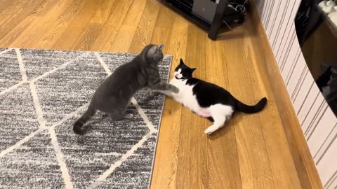 Cat Fight | Kitten Annoys Cat | Cat Scolds Kitten For Playing With His Tail 😂