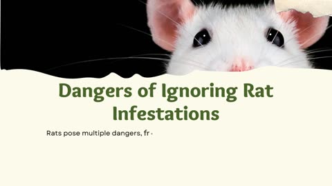 Rats in Houston Here’s How to Protect Your Home and Health