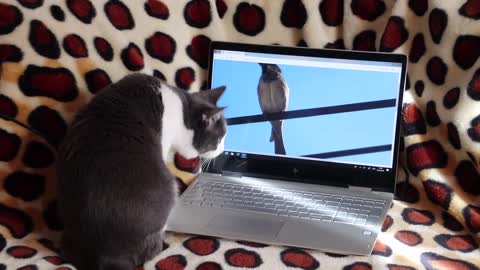 Watch a funny cat in the house confused with the laptop