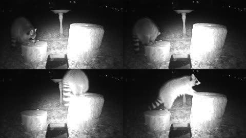 Raccoon Feeding Frenzy