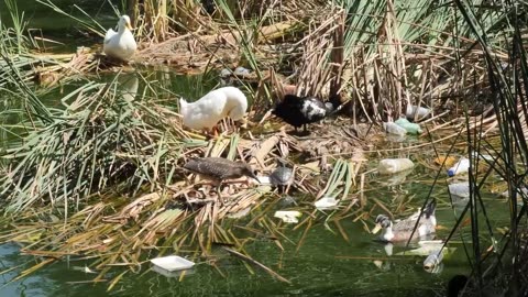 IT'S WILDLIFE - DUCKS AROUND A DIRTY AND POLLUTED RIVER