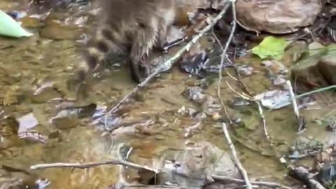 Baby Raccoon! 🥰