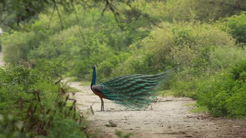 Peacock displaying feathers with its tail feathers