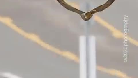 Falcon Mom teaching her offsprings to catch food midair. _falcons _peregrinefalcon _birdlovers___