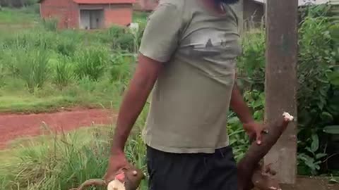 Large Spider Crawls on Brother After Picking Cassava