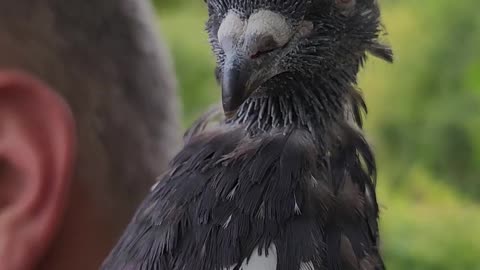 Flock it Farm: Shirley Pigeon got a little messed up