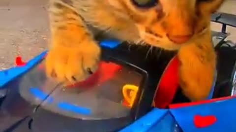 Funny cute cat video. #rumble