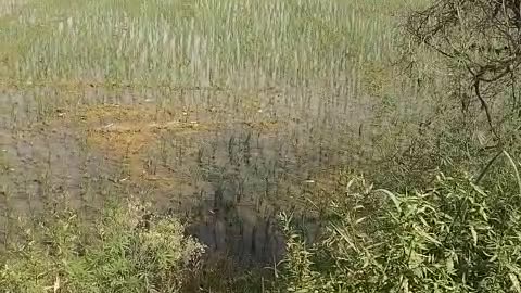 Paddy farming