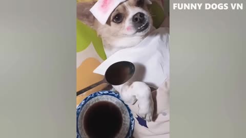 Pawsome Laughs: Funny Dogs and Cats Having a Blast!