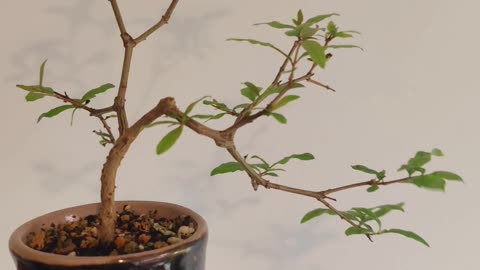 Pomegranate bonsai