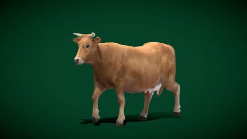 Domestic Cattle Oxen Animals 3D Model