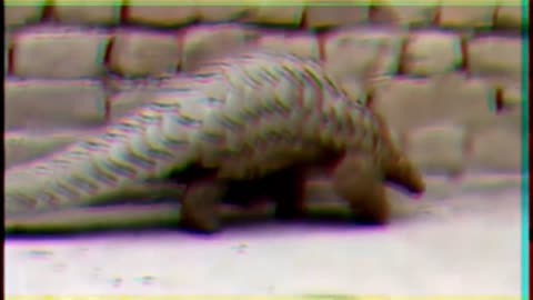 Pangolin facts