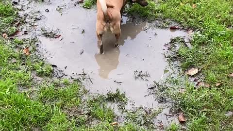 Crazy Canine Cavorts in Mud